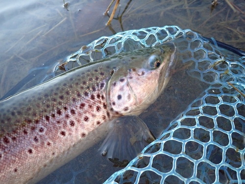 ブラウントラウトの釣果