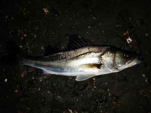 マルスズキの釣果