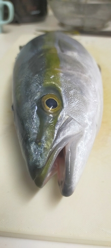 ヤズの釣果