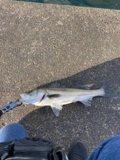 スズキの釣果