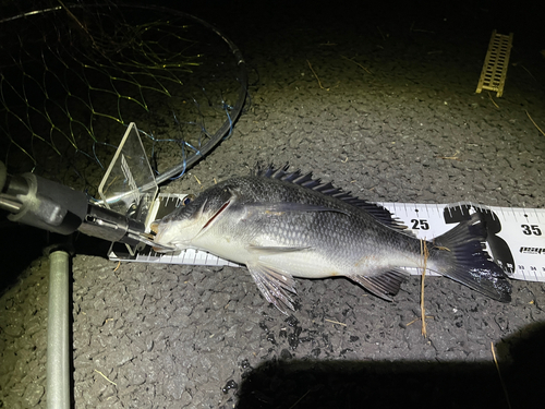 クロダイの釣果