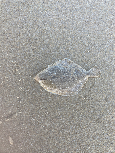 カレイの釣果