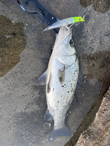 ヒラスズキの釣果