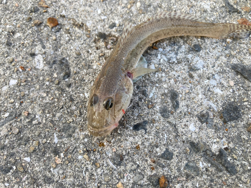 マハゼの釣果