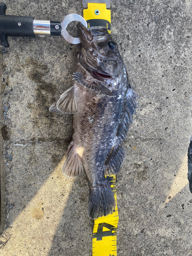 クロソイの釣果