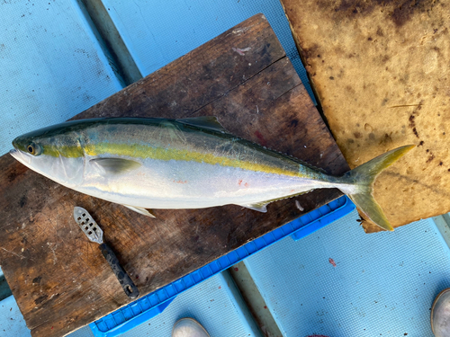 ヤズの釣果