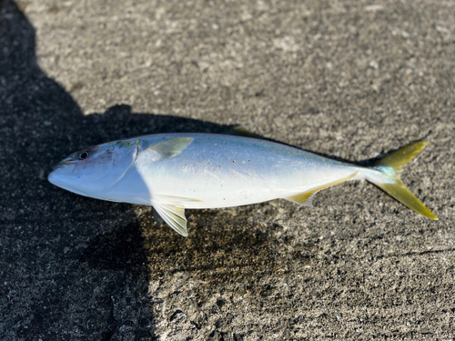 ハマチの釣果