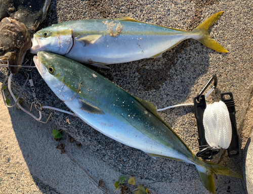 イナダの釣果