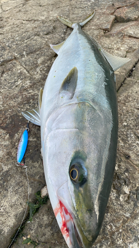 ヤズの釣果