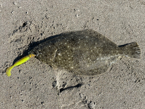 ヒラメの釣果