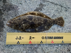 ヒラメの釣果