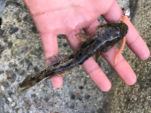 タケノコメバルの釣果