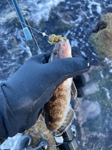 アイナメの釣果