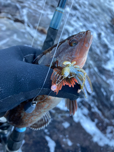 アイナメの釣果