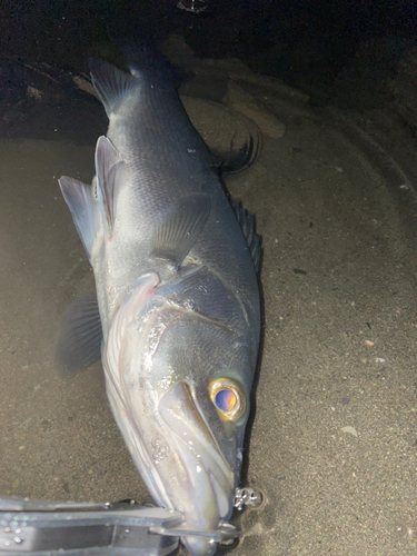 スズキの釣果