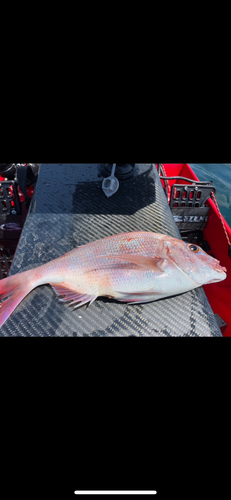 タイの釣果