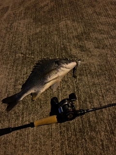 キビレの釣果