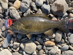 スモールマウスバスの釣果