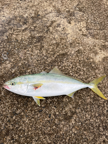 イナダの釣果