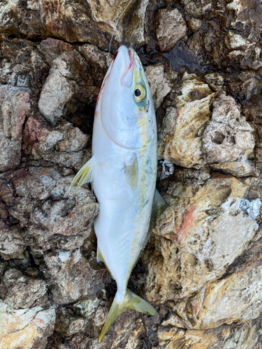 イナダの釣果