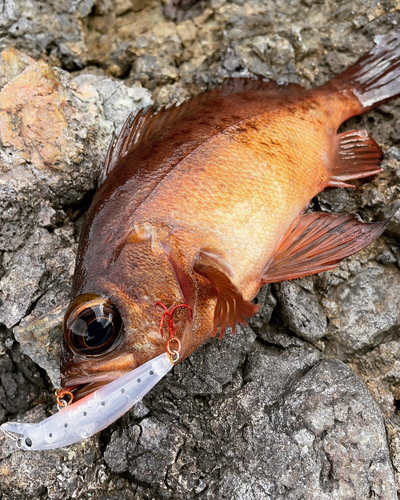 アカメバルの釣果