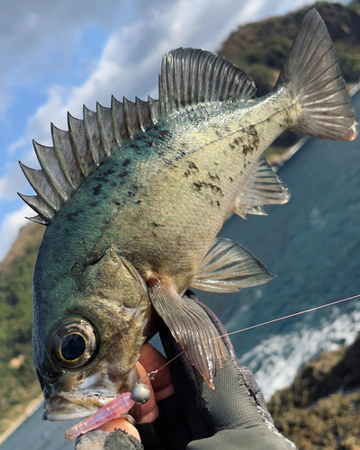 クロメバルの釣果