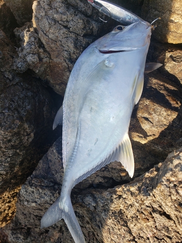 メッキの釣果