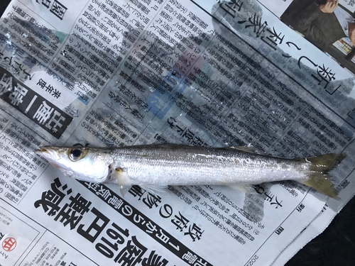 カマスの釣果