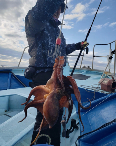 タコの釣果