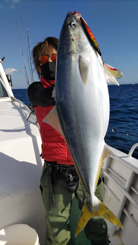 ブリの釣果