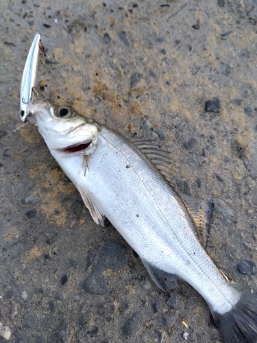 セイゴ（マルスズキ）の釣果