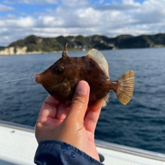 カワハギの釣果