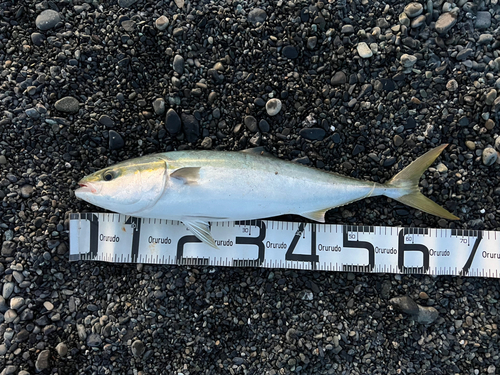 ワラサの釣果