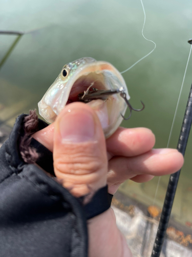 ラージマウスバスの釣果