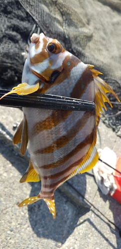 タカノハダイの釣果