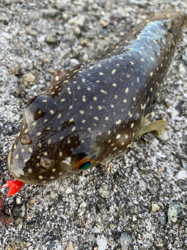 クサフグの釣果