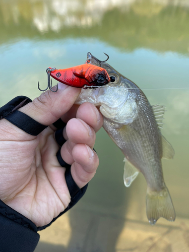 ラージマウスバスの釣果