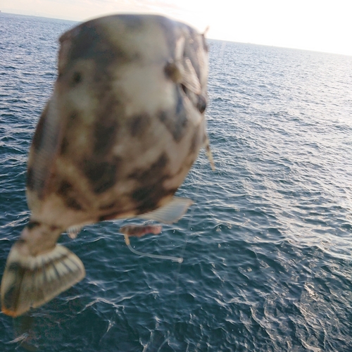 カワハギの釣果