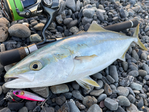 イナダの釣果