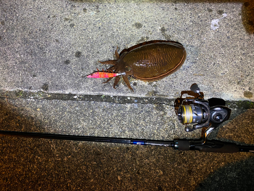 コウイカの釣果