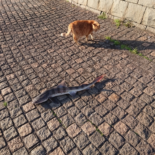 ドチザメの釣果