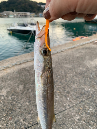 カマスの釣果