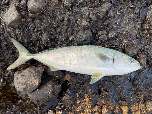 ハマチの釣果