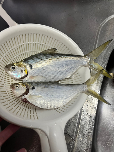 リュウキュウドロクイの釣果