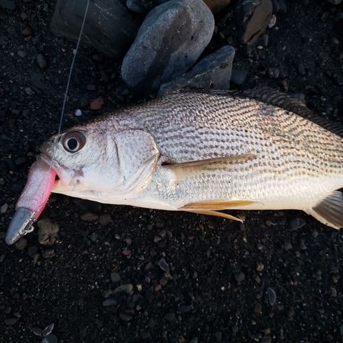 ニベの釣果