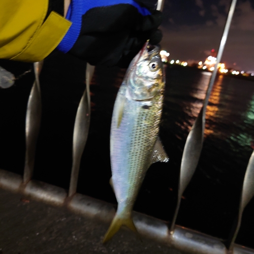 コノシロの釣果