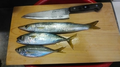 カマスの釣果