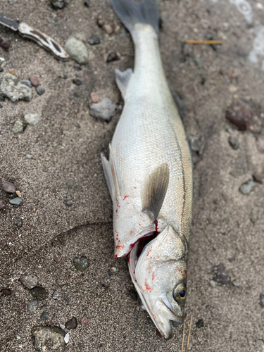 ヒラスズキの釣果