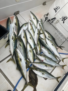 ハマチの釣果