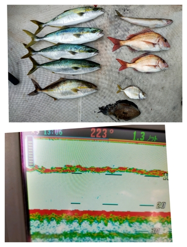 マダイの釣果